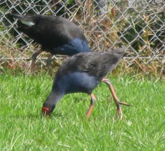 ypukeko002