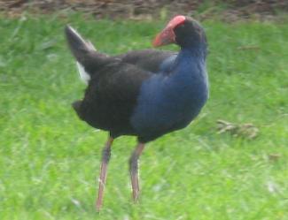 ypukeko020