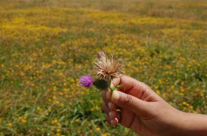thistle