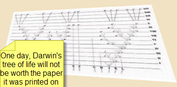 treeoflife treeoflife