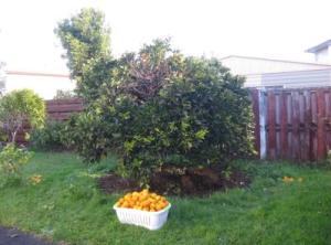 fruit_tree
