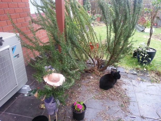 1918964_10208849424779460_4576719365988891072_n