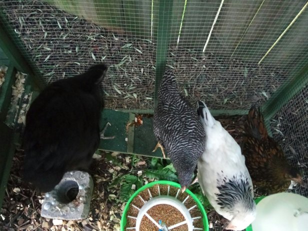 Oprah, Barbara, Susie, and Little-Dot